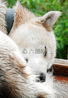 狗,赫斯基,睡眠