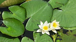 睡莲,池塘,水
