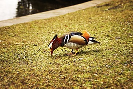 鴨,海濱,公園