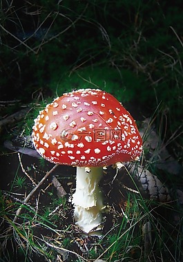 性質(zhì),蘑菇,森林