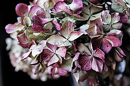 繡球花,花,花束
