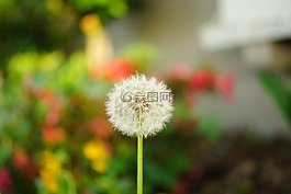 蒲公英,單,散景