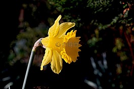 水仙,喇叭水仙,花