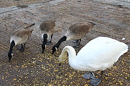 鳥,動物,公園