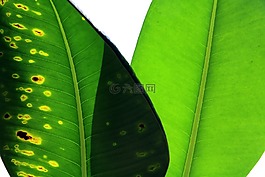 植物,葉,領先