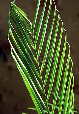 葉,植物,大自然