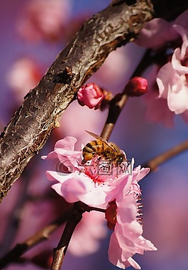 蜜蜂,粉紅色的花,散景