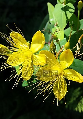 圣約翰草廠,鮮花,夏天
