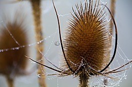 水飞蓟花,露水,雾