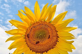 太陽花,花,蜜蜂