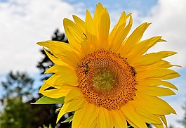 太陽花,花,蜜蜂