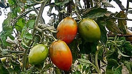 水果,番茄,蔬菜