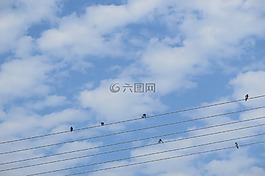 藍天,治愈,小鳥
