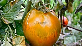 水果,番茄,蔬菜