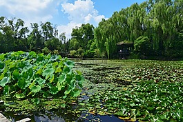 池塘,大韓民國,鮮花