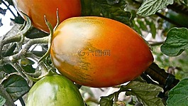 水果,番茄,蔬菜