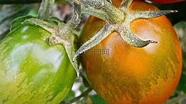 水果,番茄,蔬菜