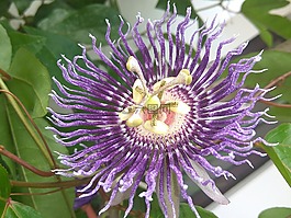鮮花,植物區(qū)系,自然