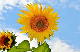 太陽(yáng)花,花,蜜蜂