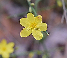 迎春花,花,裝飾