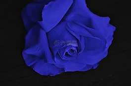 玫瑰,花,愛
