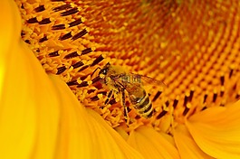 太陽花,花,蜜蜂