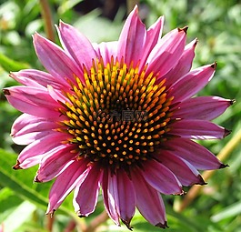 粉紅色,花,花瓣
