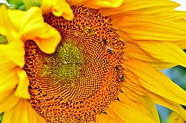 太陽(yáng)花,花,蜜蜂