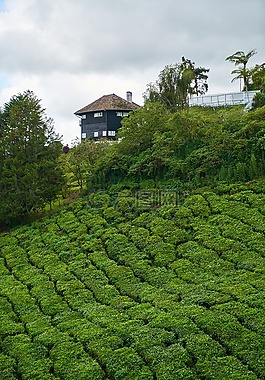 茶,場,景觀