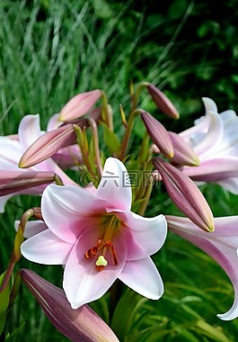 百合,花,粉紅色