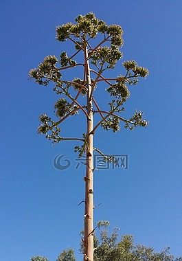 樹,海,海灘