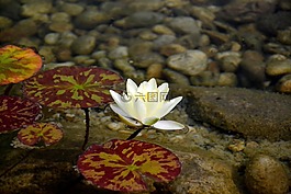 睡莲,白,水