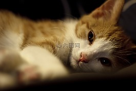 貓,串,可愛