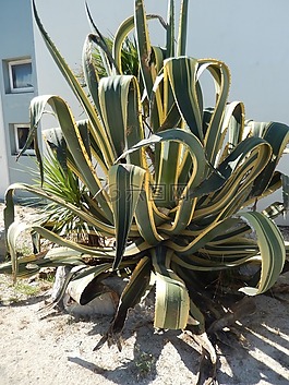 仙人掌,性質(zhì),植物
