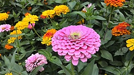 花朵,飽滿,綻放