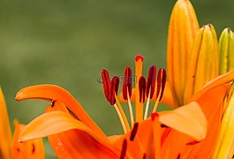 花,百合,開花