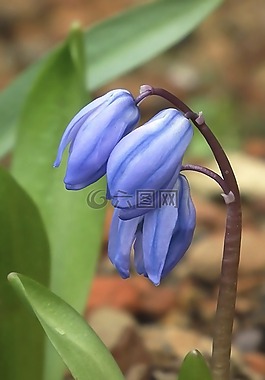 蓝色,花,春天