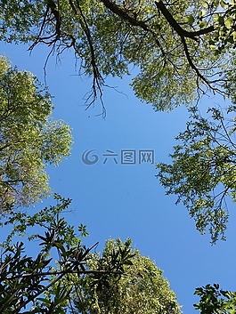 性質(zhì),樹,景觀