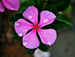 粉红色长春,花,粉红色