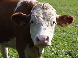 牛,牛肉,奶牛