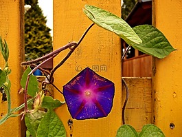 開(kāi)花,花,籬笆