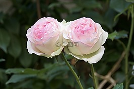 花,灌木,植物