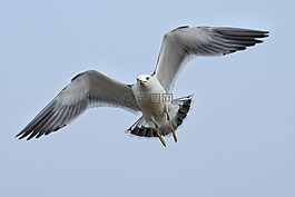 動(dòng)物,天空,海灘