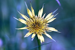 花,黃色,花園
