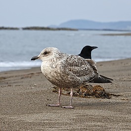 動(dòng)物,海,海灘