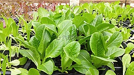 綠色,葉菜類,蔬菜