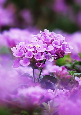 花,大自然,植物