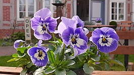 春天,紫,鮮花