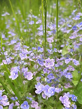 鮮花,盛開,春天