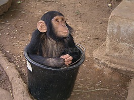 猴子,動(dòng)物園,非洲